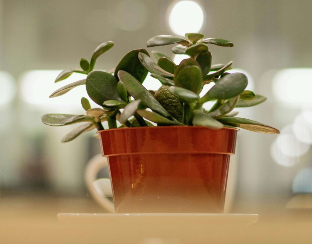 Potted jade plant in a plastic pot on a desk