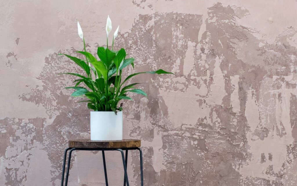 Potted peace Lily plant on a stool