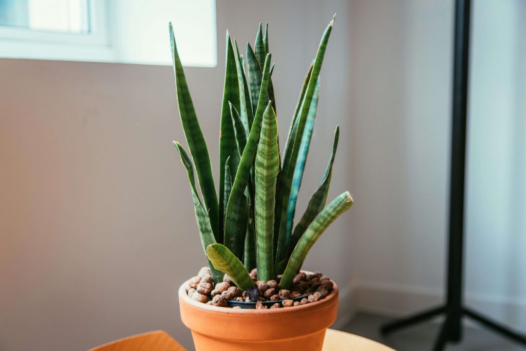 Potted snake plant in a terracotta pot on a desk