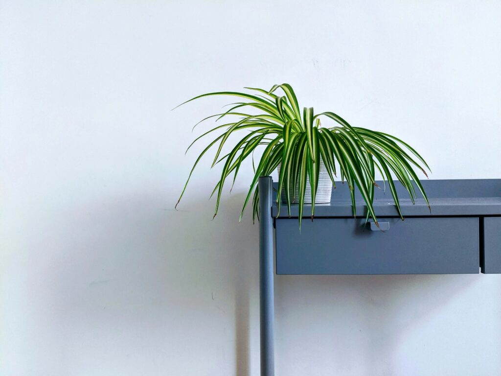 Potted spider plant on a blue modern writing desk