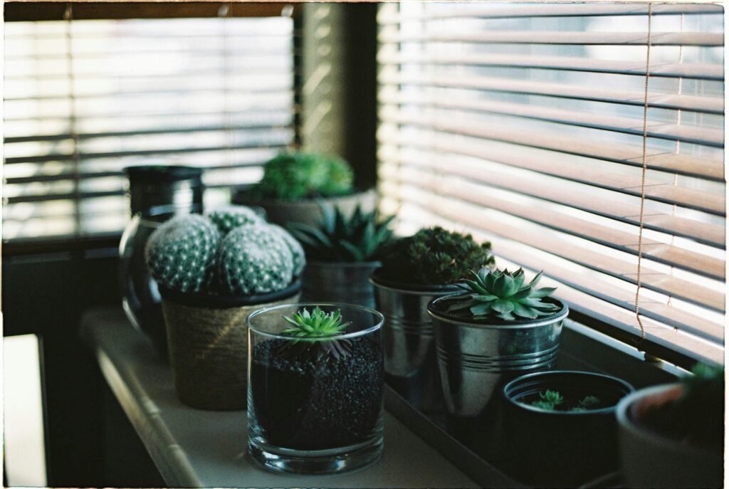 A variety of different potted succulent plants on a window ledge